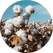 AUSONIA Lily Initiative Cotton Protection