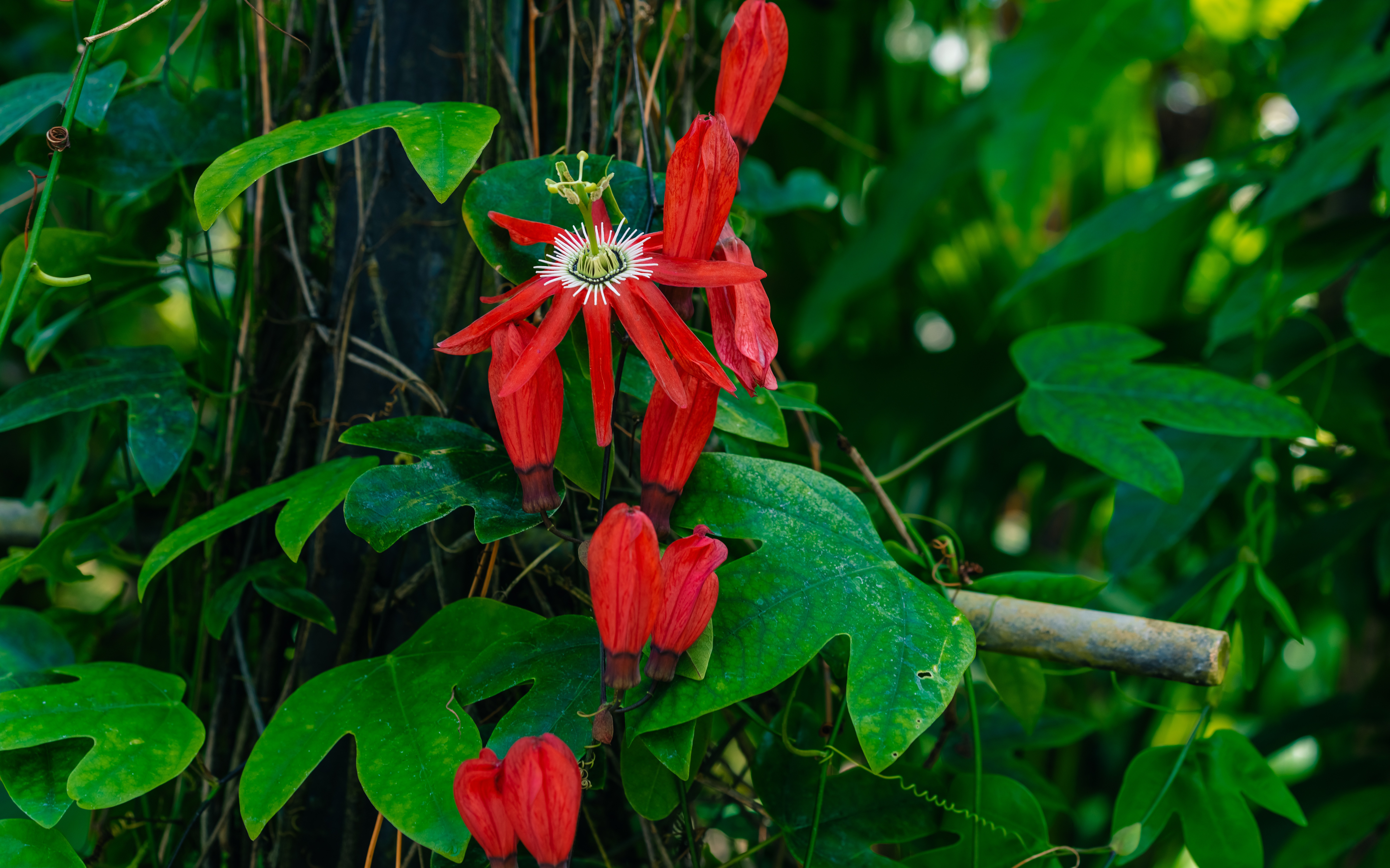 Passiflore rouge (Passiflora coccinea) : dfinition, proprits et  bienfaits - Aroma-Zone