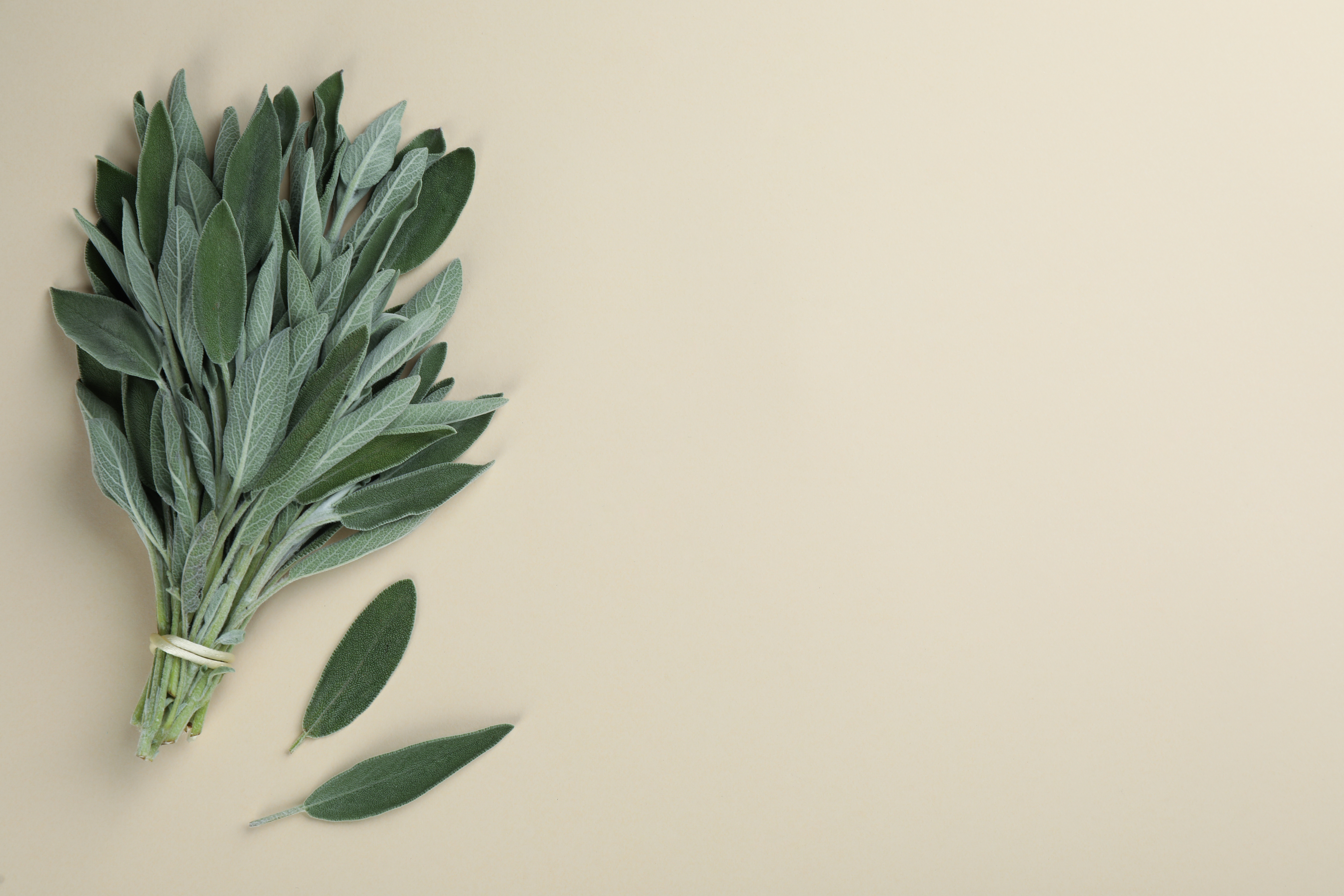La Sauge officinale définition, bienfaits et utilisations AromaZone — free download