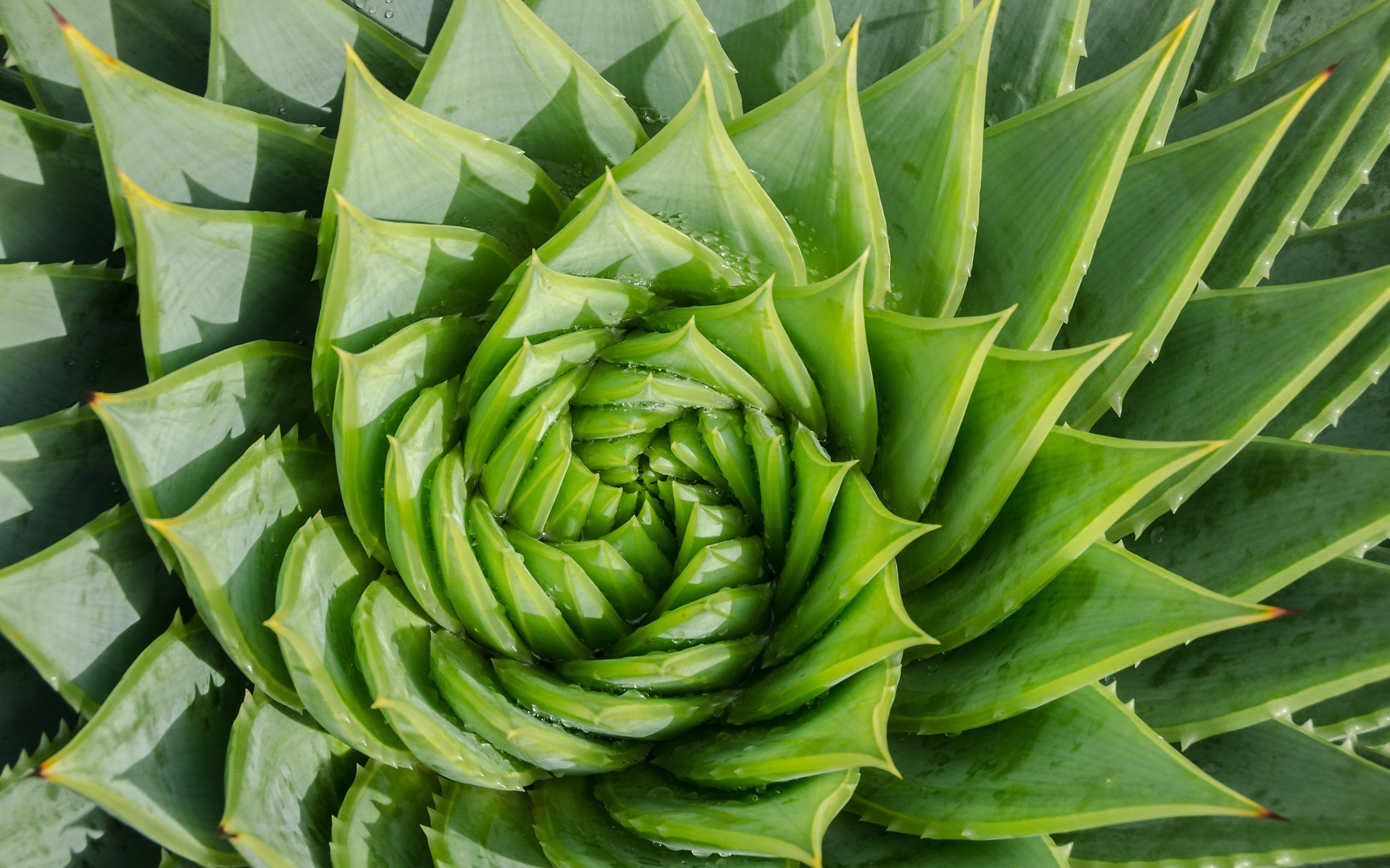 Aloe vera sur les cheveux : bienfaits & conseils - Aroma-Zone
