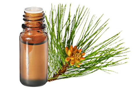 Huile Essentielle De Pin Laricio Bio (Pinus Nigra Laricio) - Flacon 10 Ml Oshadhi