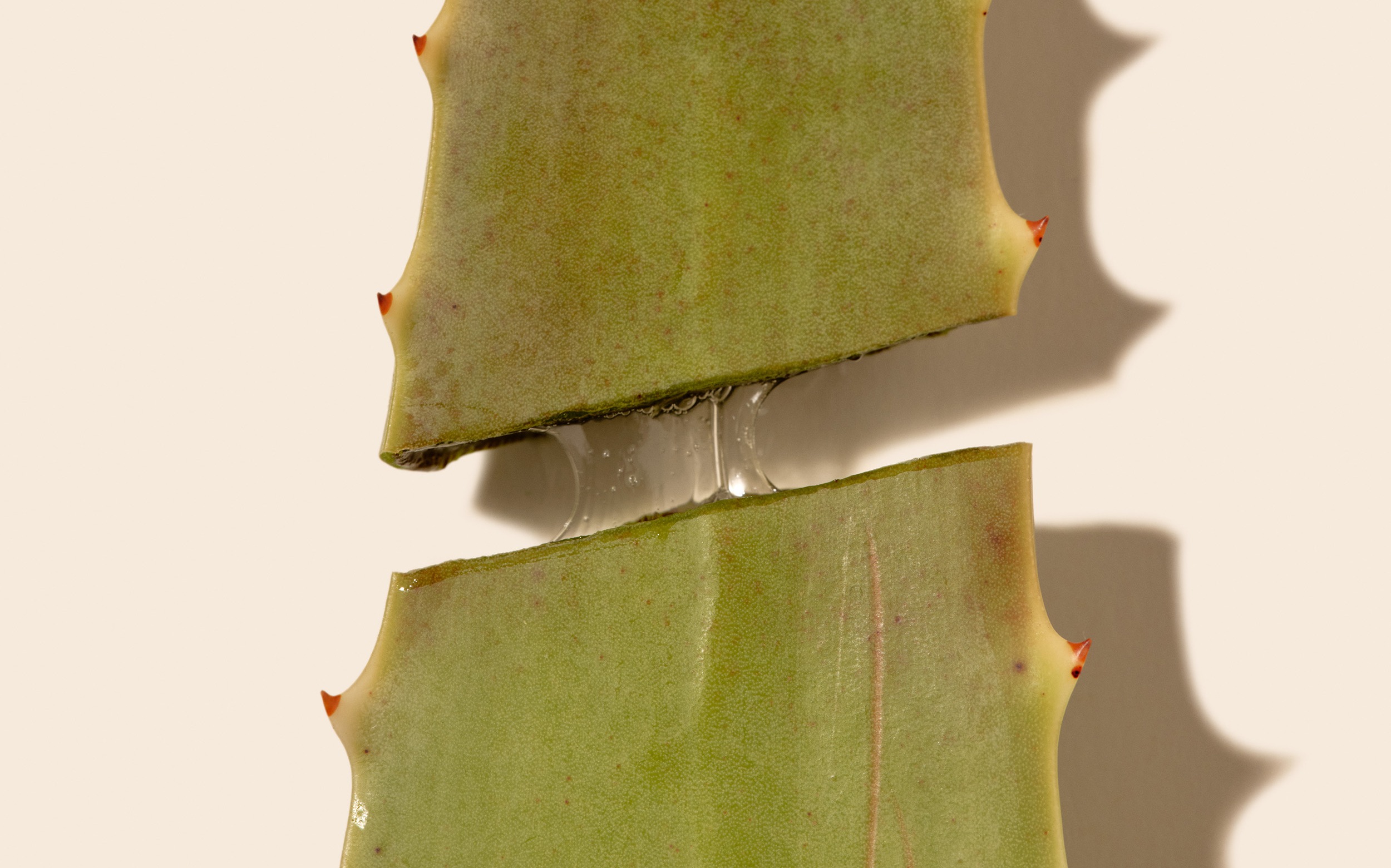 bio aloe vera pflanze Aloe Vera „Alfonso“ – Aloe-Vera-Pflanze in Gärtnerqualität kaufen main image 0
