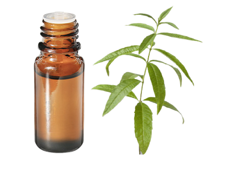 Lemon verbena Essential Oil: properties and uses - Aroma-Zone