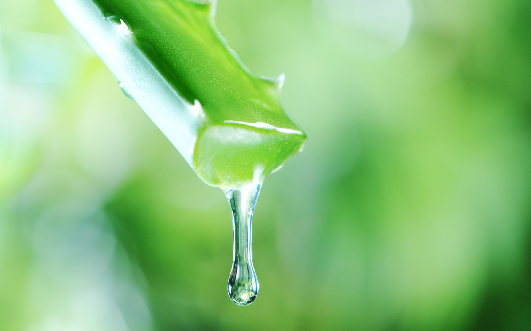 Les dangers de l'Aloe Vera et ses effets secondaires - Aroma-Zone