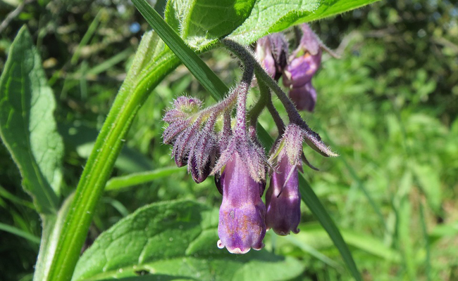 Cousoude officinale : bienfaits et utilisations - Aroma-Zone