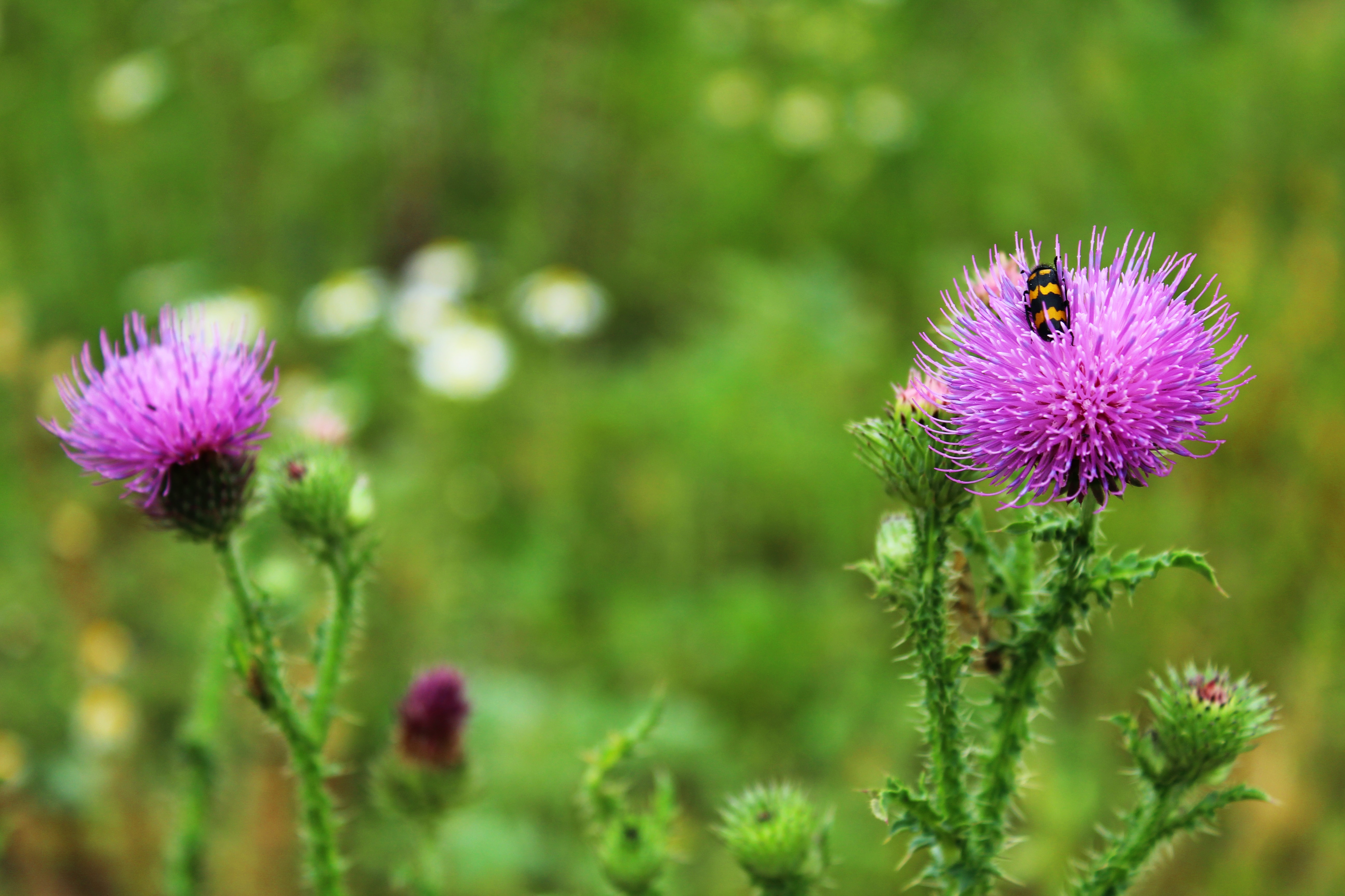 Milk Thistle: Benefits, Precautions, and Tips