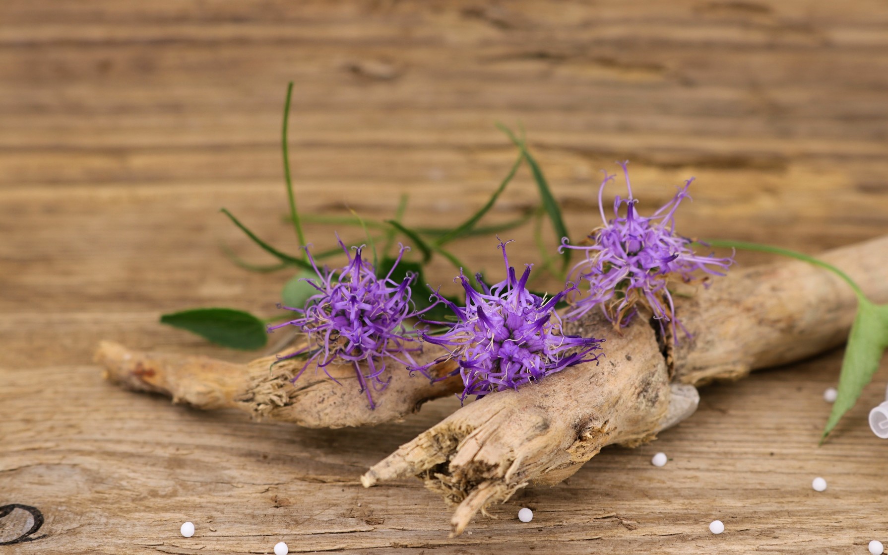 Harpagophytum : tout savoir sur la griffe du diable - Aroma-Zone