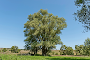 Saule Blanc Bienfaits Origines Et Utilisations Aroma Zone Saule Blanc Bienfaits Origines Et Utilisations Aroma Zone