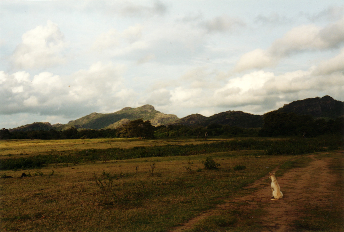 Proper Lanka - DogStaresAcrossPlains.jpg
