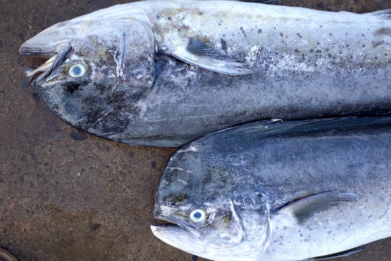 Uncanny Lanka - Aluminium_fish.jpg