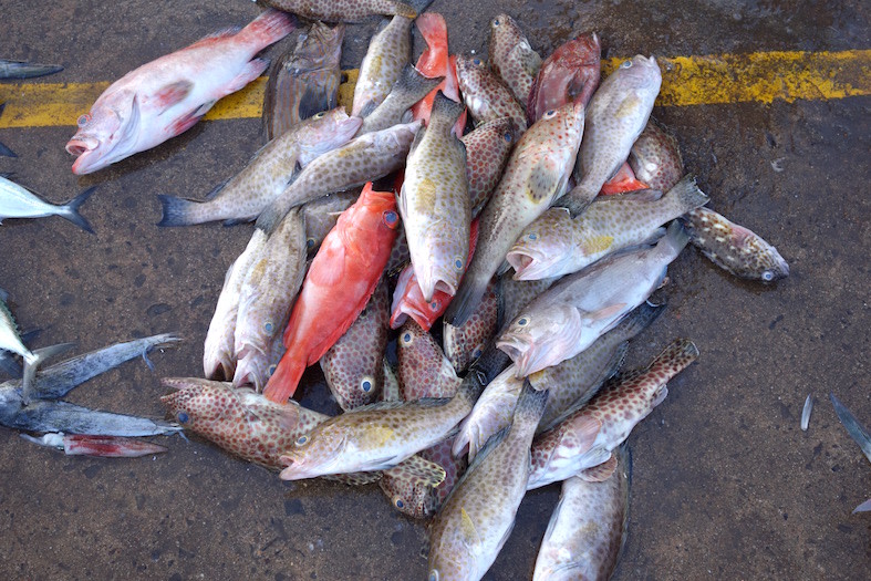 Uncanny Lanka - Singing_fish.jpg