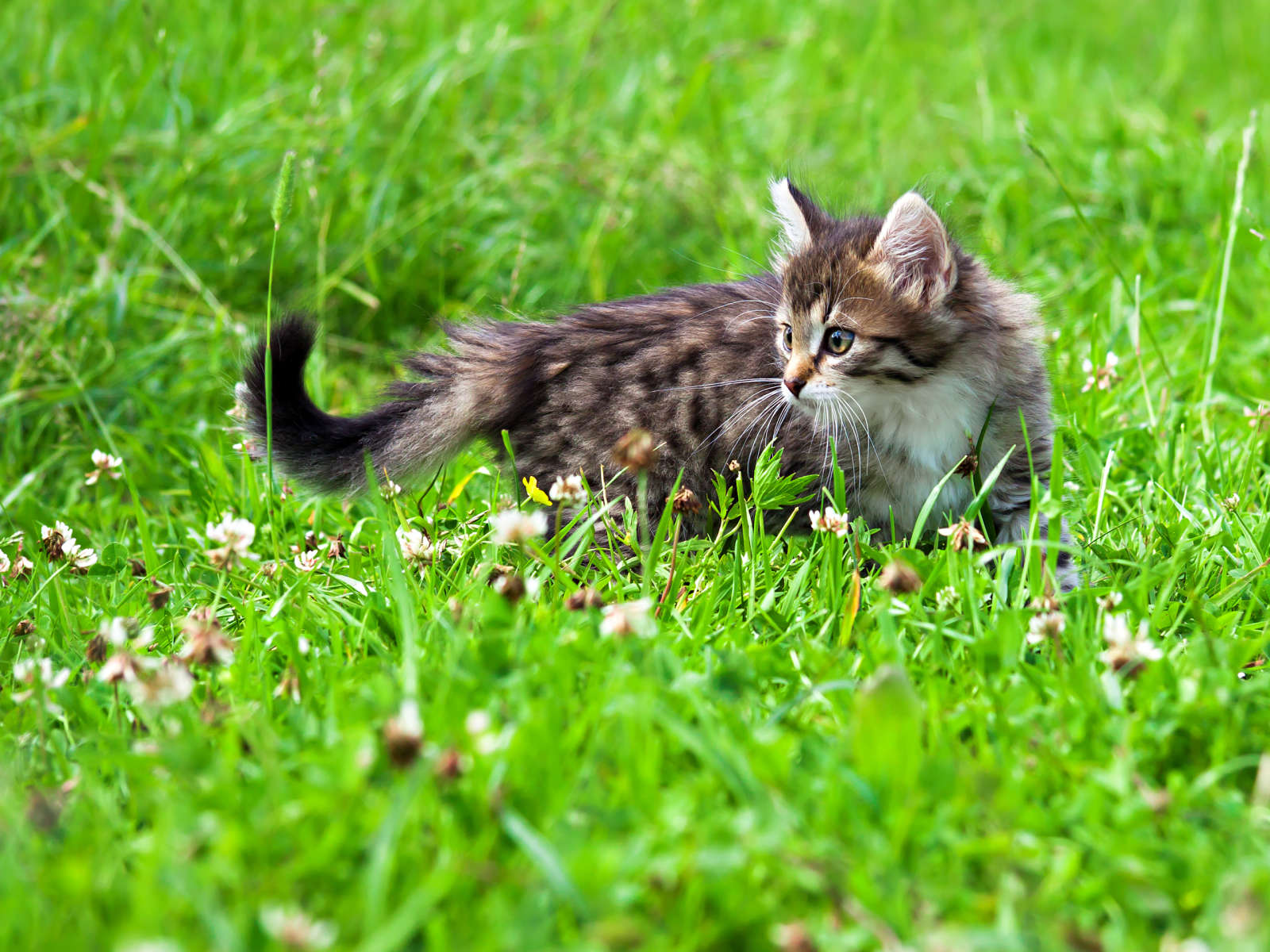 Monet kissat ja koirat saavat kesäisin liikkua vapaasti esimerkiksi mökin pihapiirissä, jolloin ne saavat hyönteisten puremia ja pistoksia.
