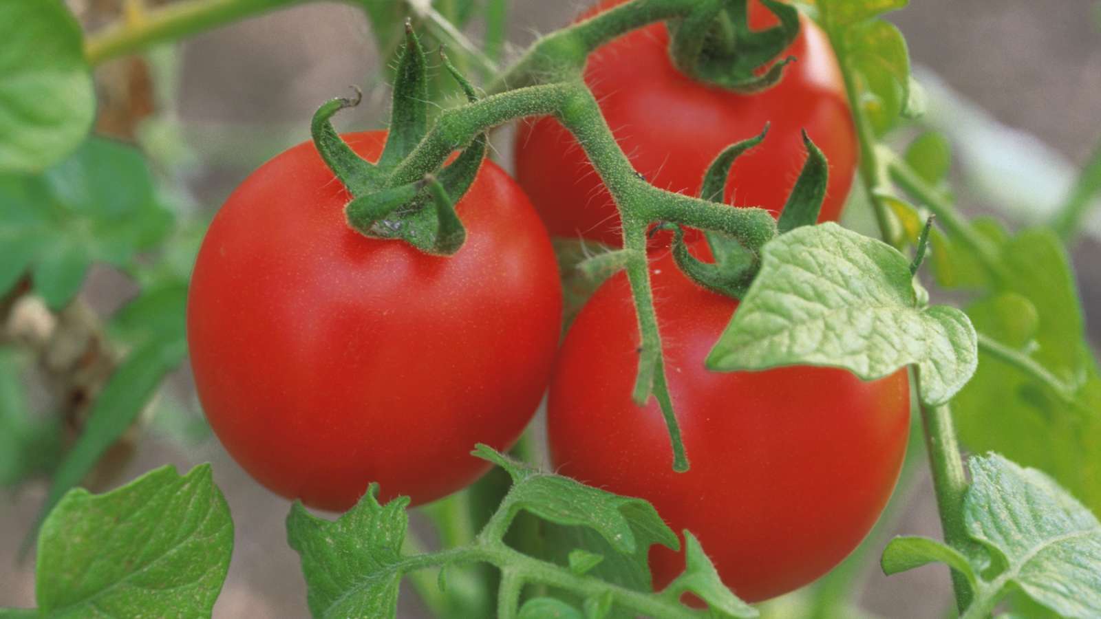 Tomaatin kasvatus
