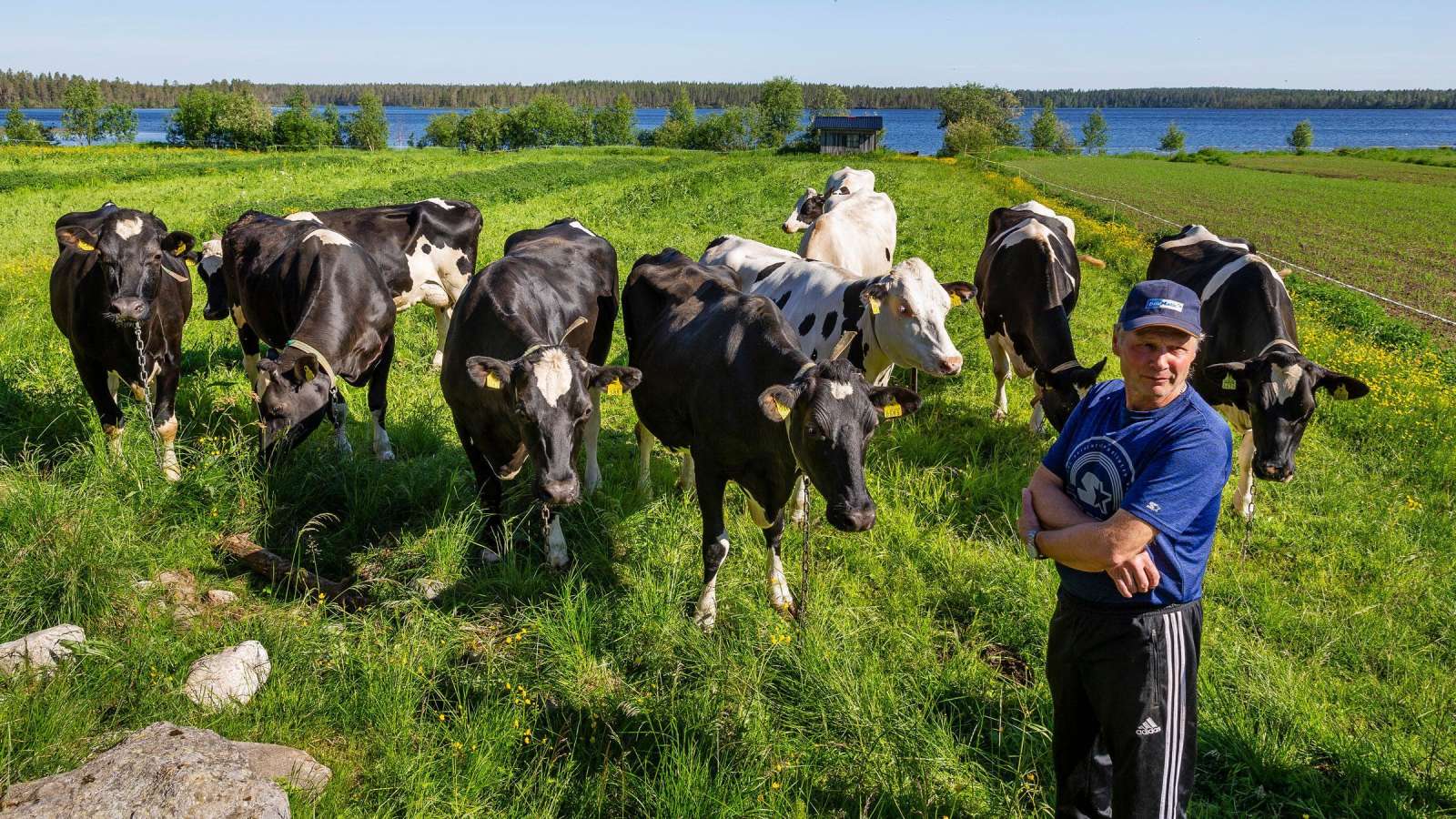 Maitotilallinen Mauno Räisänen tuntee lehmiensä yksilölliset luonteenpiirteen. Joku haluaa olla yksin, toiset vaativat alituisia hellyydenosoituksia.