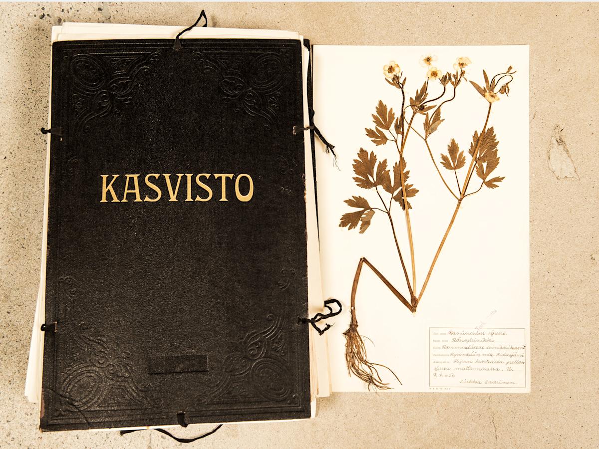 Sirkka-Liisa Hännisen kasvio