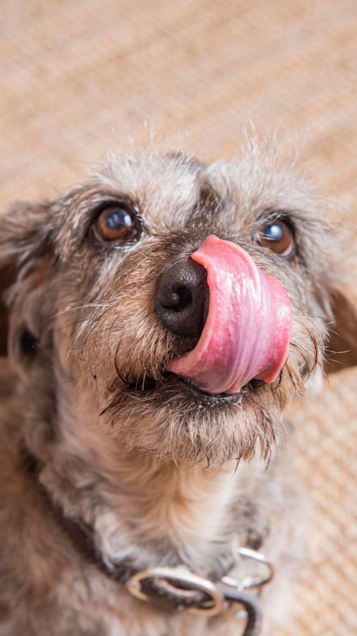 Dagsmark petfood