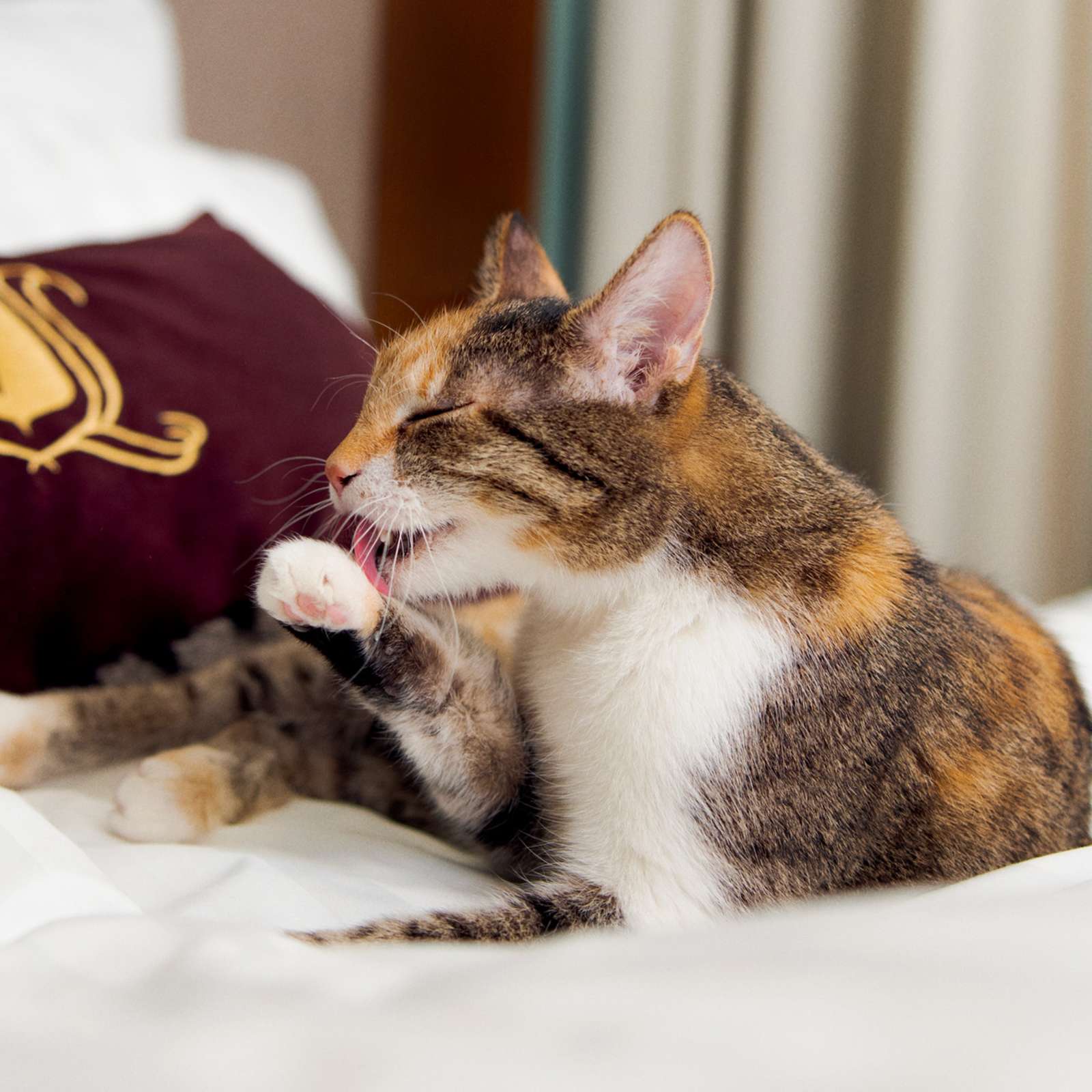 Vesku-kissa lipoo tassuaan silmät kiinni nautiskellen hotellin sängyllä.