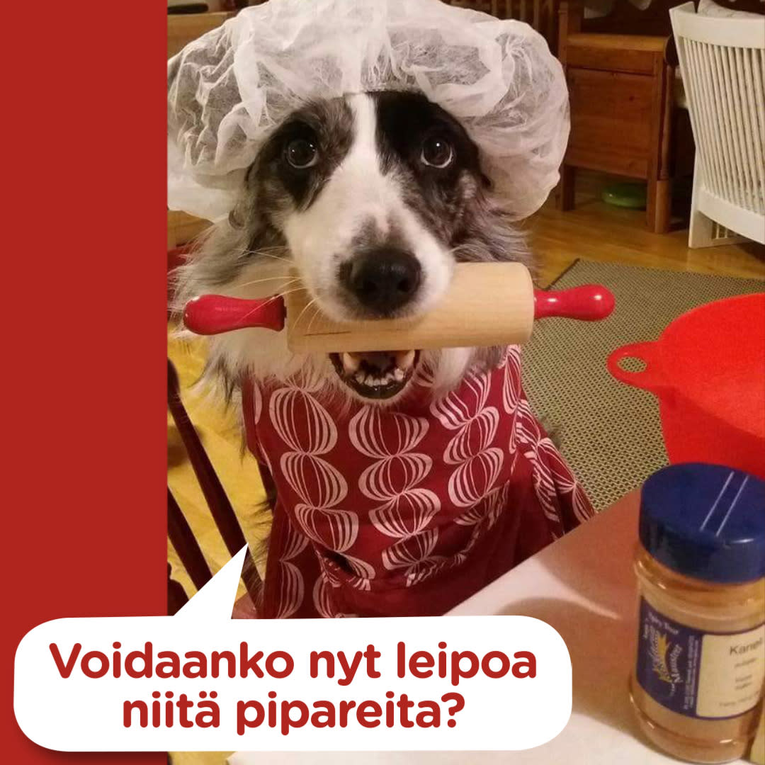 Koirajoulukalenteri luukku 16