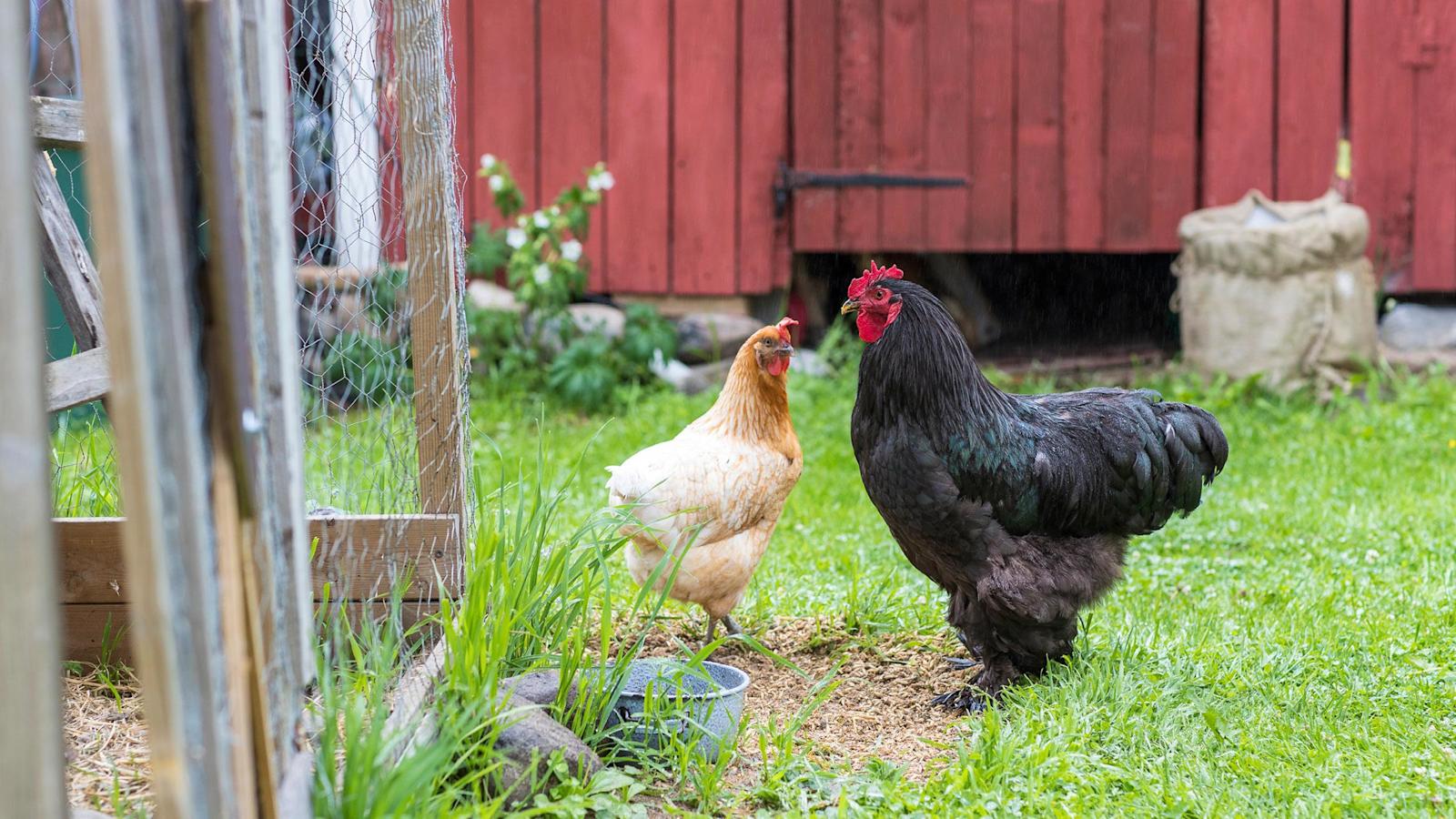Kananmunat Engberg saa neljältä kanalta. 