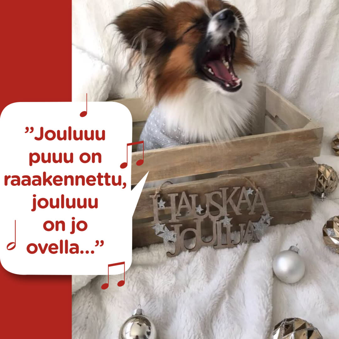 Koirajoulukalenteri luukku 20