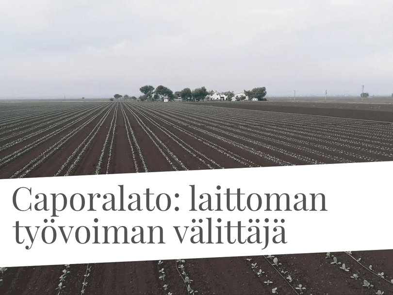 Caporalato: laittoman työvoiman välittäjä