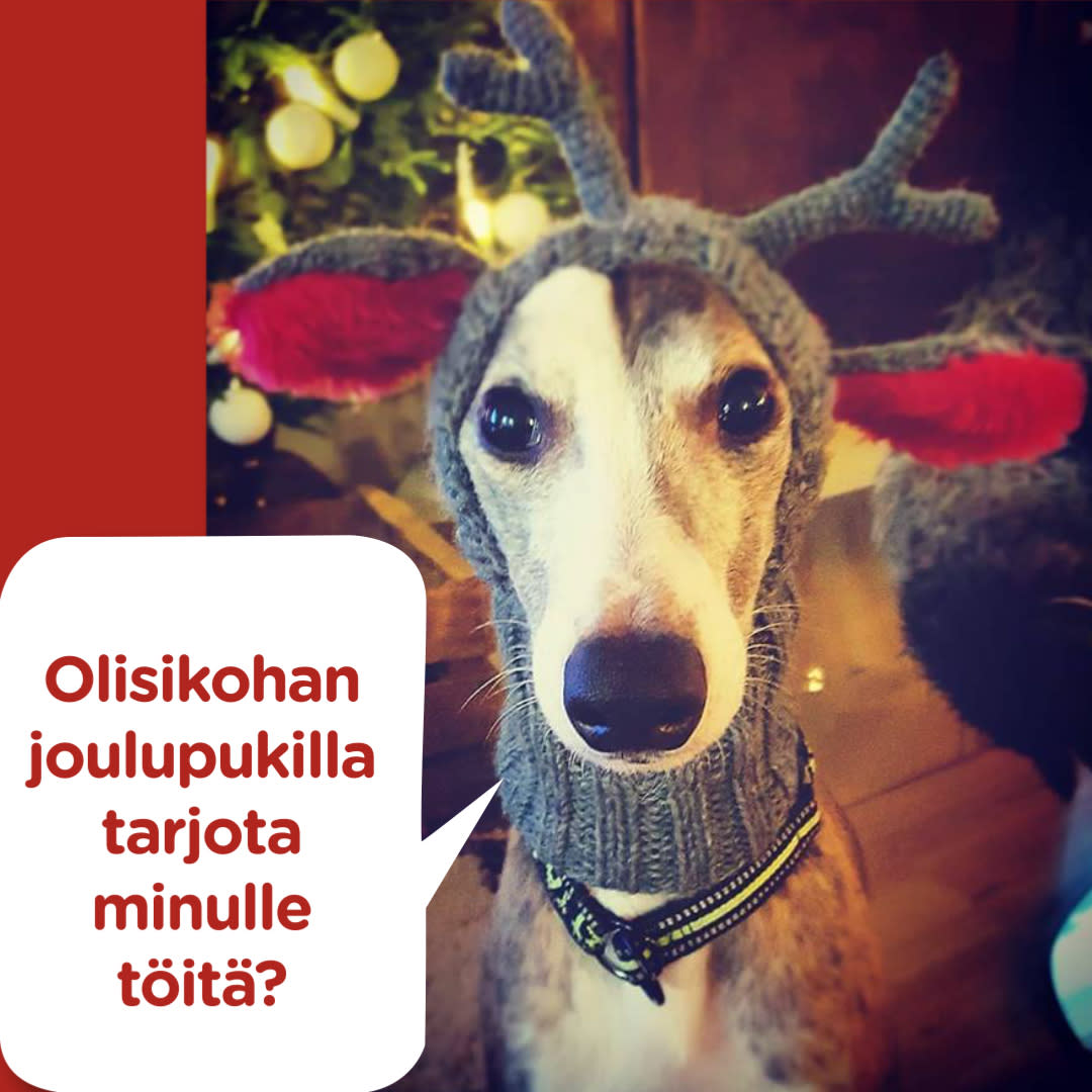 Koirajoulukalenteri luukku 14