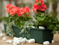 Pelargoni kavereineen