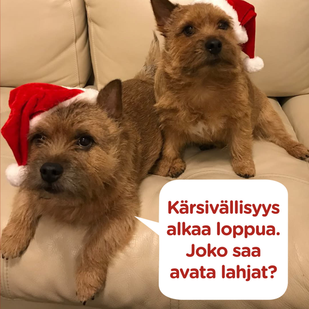 Koirajoulukalenteri luukku 22