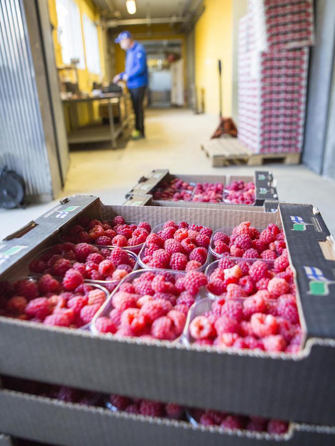 Vadelmaa tuotetaan kaudessa noin 50 000 kiloa, ja päivässä poimitaan noin 1 500 kiloa.
