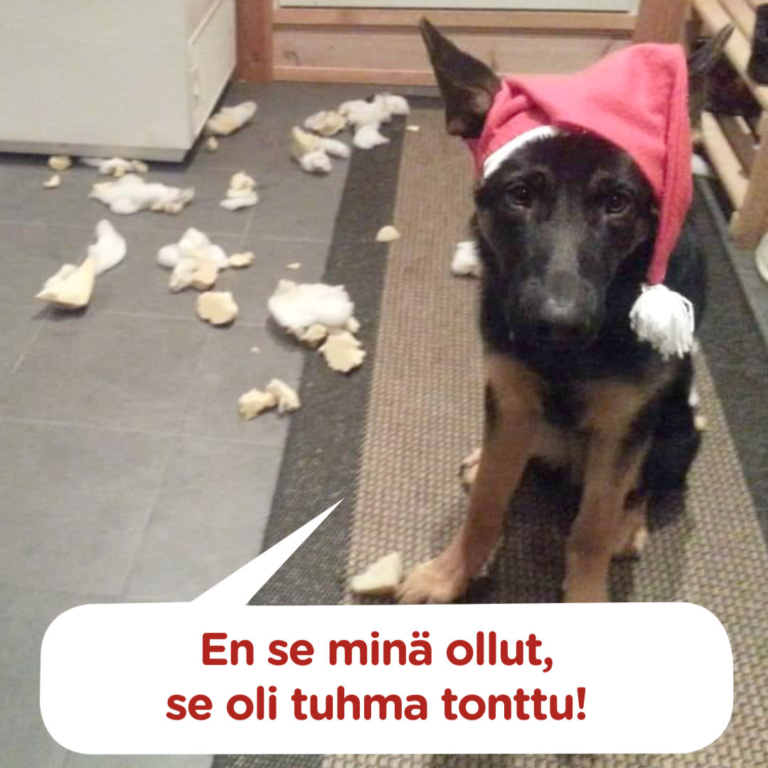 Koirajoulukalenterin luukku 7