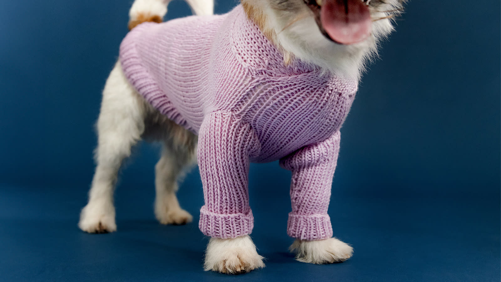 Vaaleanpunainen koiran neule koiran päälle puettuna.