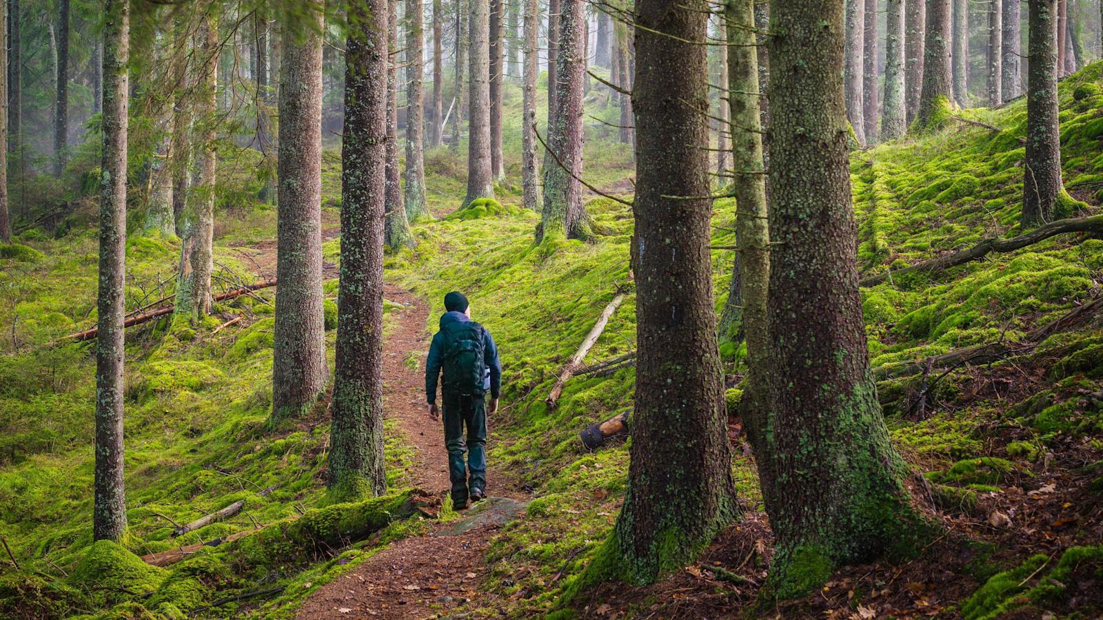 Metsässä mieli virkistyy ja liikuntaa saa ihan huomaamatta