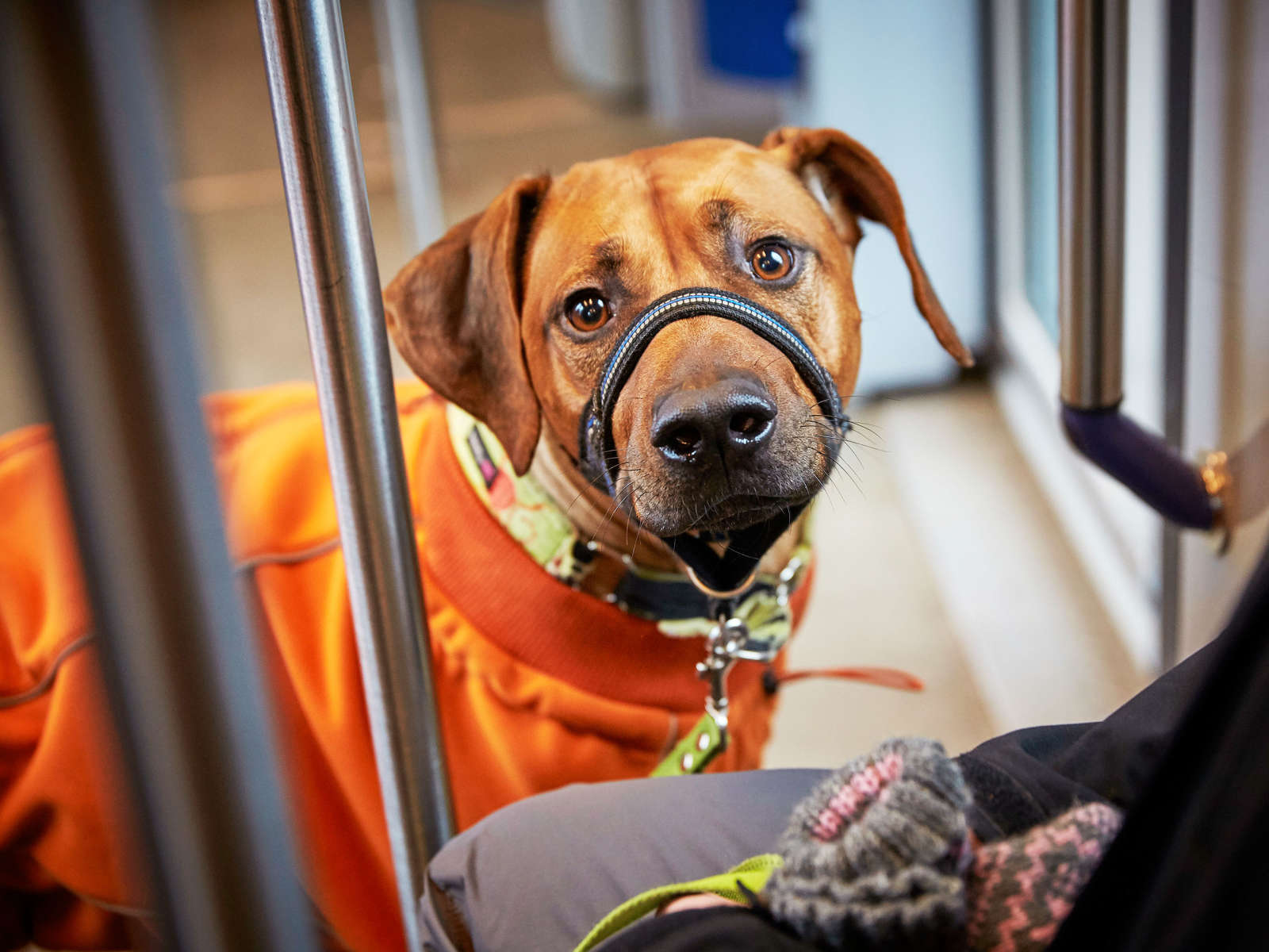 Armas-koira matkustaa raitiovaunulla