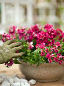 Punainen nemesia