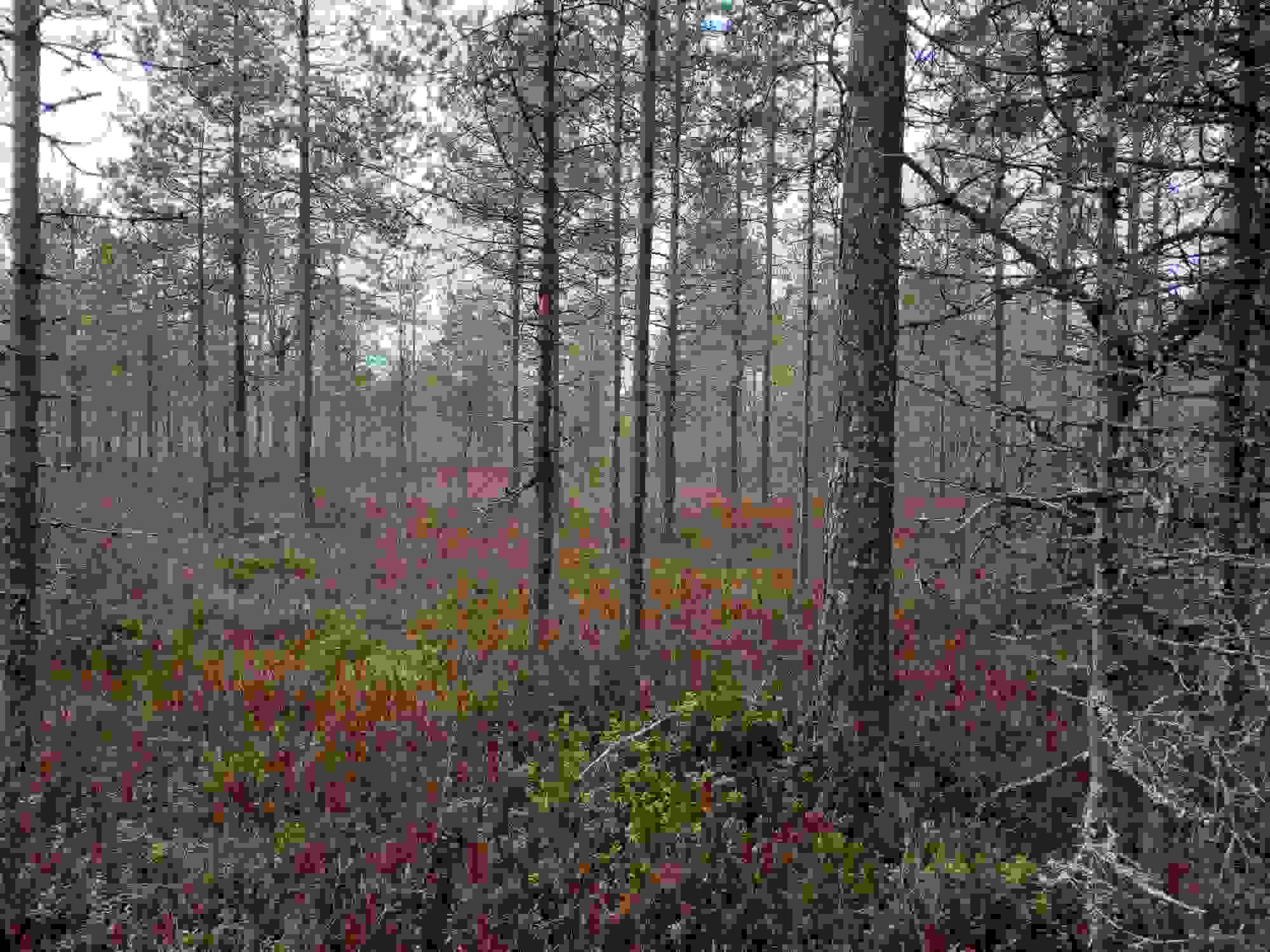 Ennnallistamishanke pko mtk sryhma