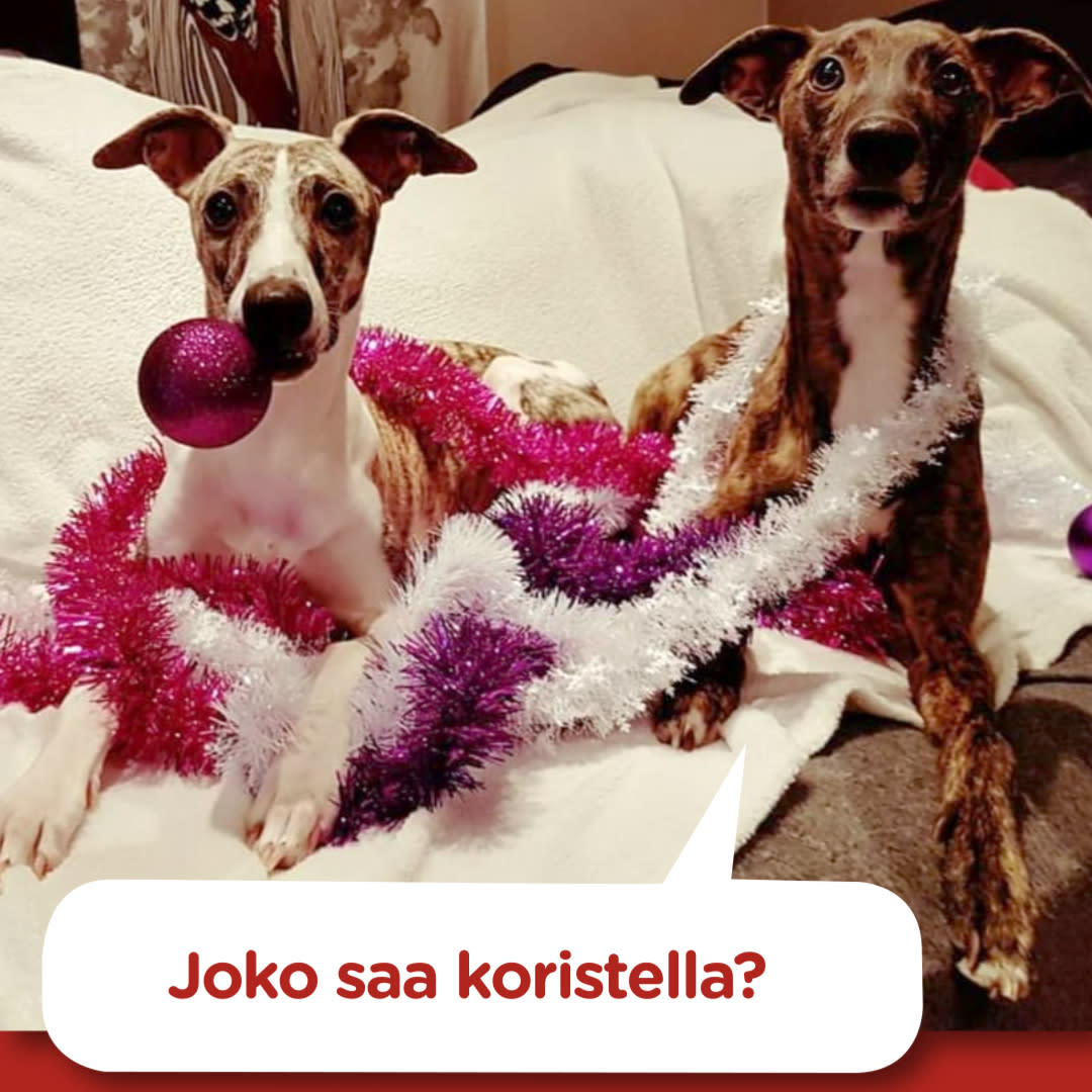 Koirajoulukalenterin luukku 8