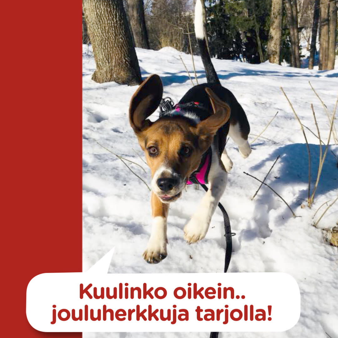 Koirajoulukalenteri luukku 13