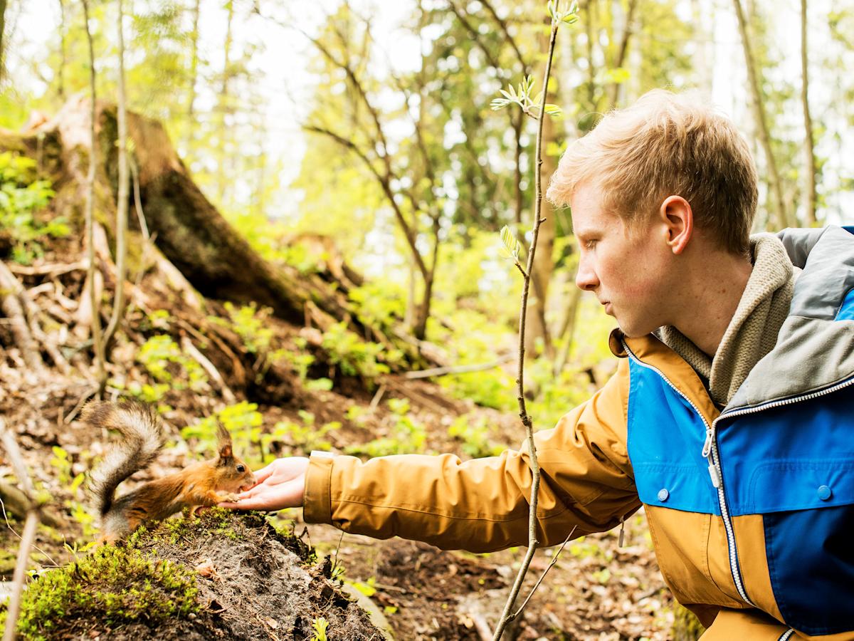 Oravakuiskaaja tietää, mistä oravat tykkäävät