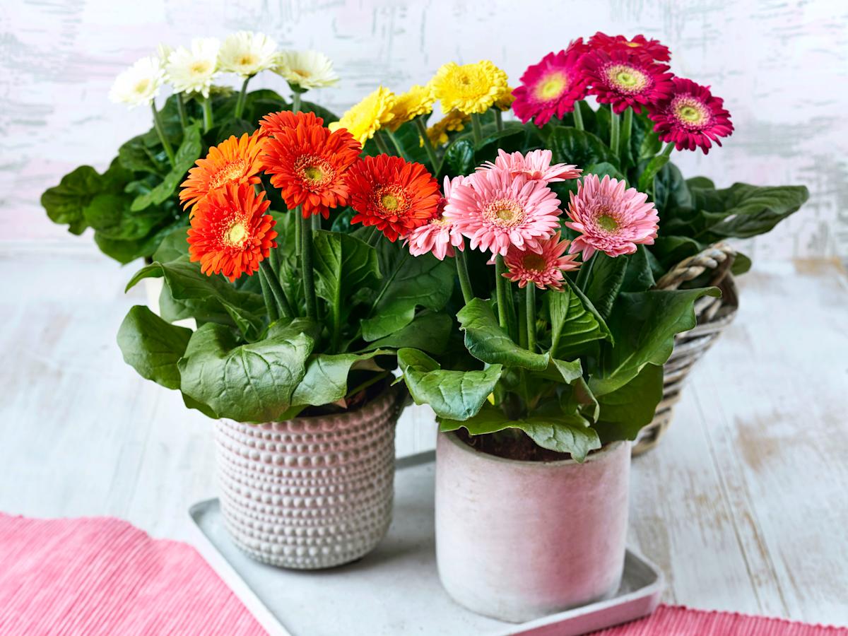 Isokukkainen, pirteä gerbera sopii erinomaisesti kaunistamaan kotia ja kesällä erityisesti myös ulos terassille tai parvekkeelle.