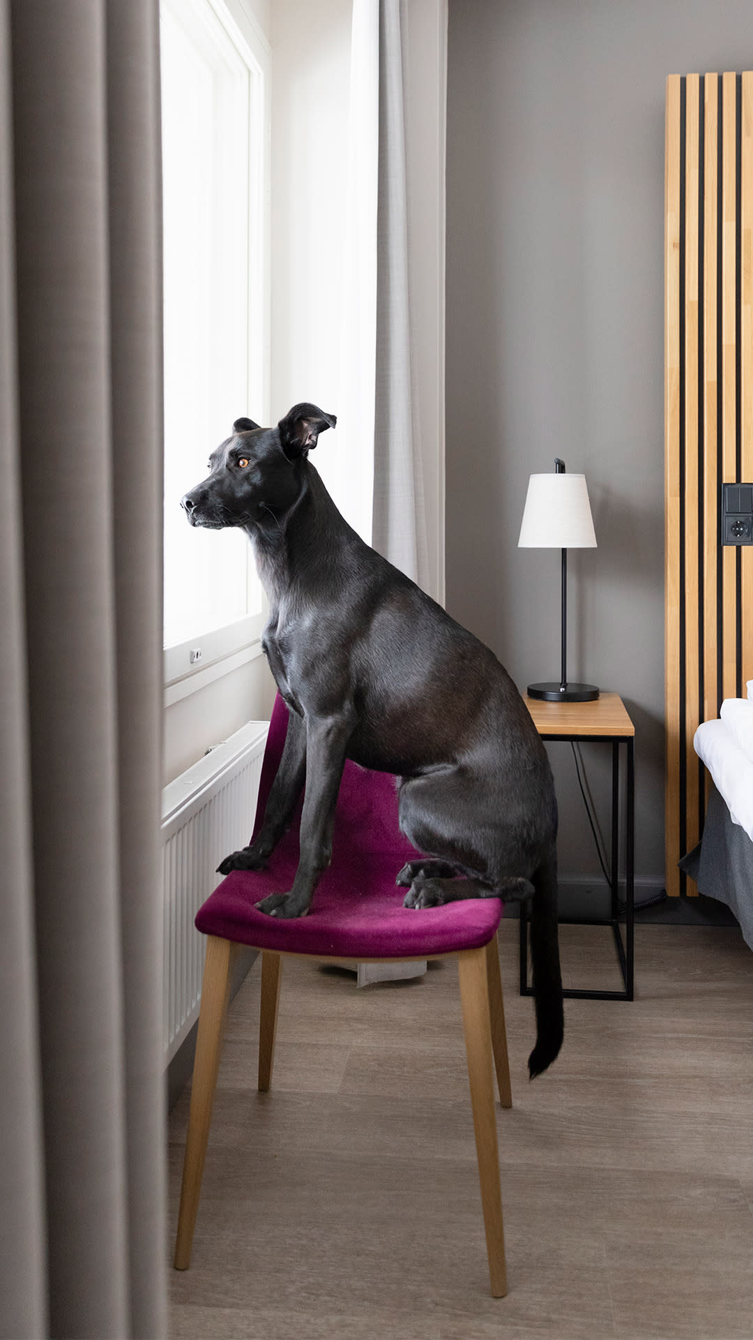 Koira katselee valppaana ulos hotellihuoneen ikkunasta.