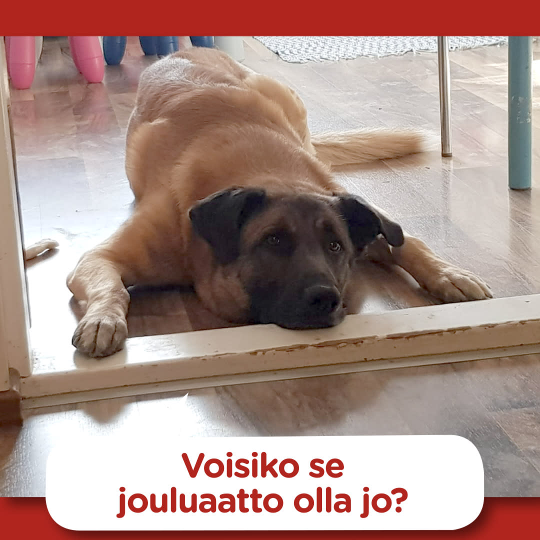 Koirajoulukalenteri luukku 11