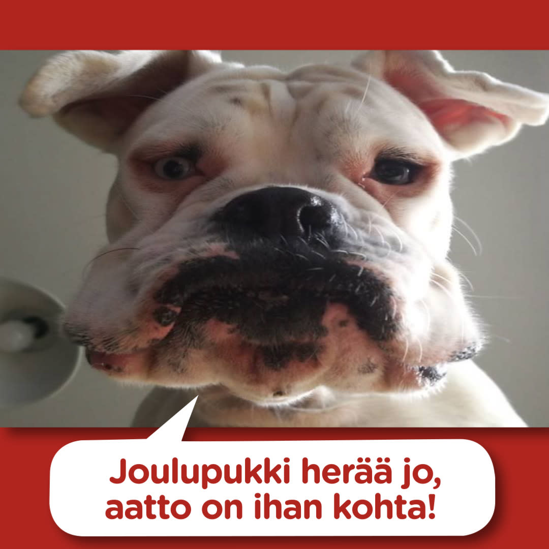 Koirajoulukalenteri luukku 19