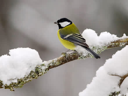 Tunnetko lintulaudan talvivieraat? | Yhteishyvä