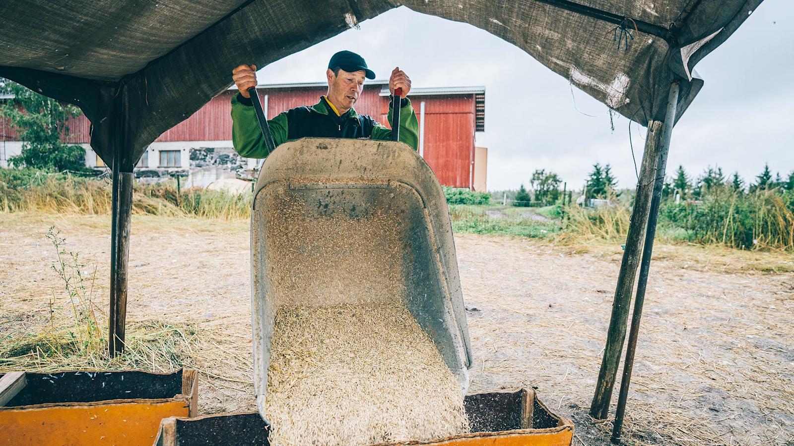 Hanhien kasvatus ja työt maatilan puolella ovat Antin vastuulla. Teurastuskaudelle on tänä vuonna palkattu avuksi kuusi sesonkityöntekijää.