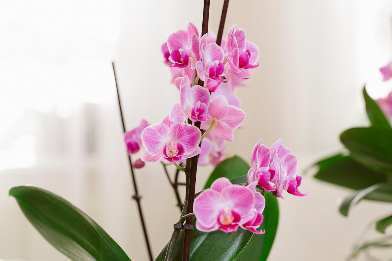 Kaunis kukkiva orkidea, orkidean hoito