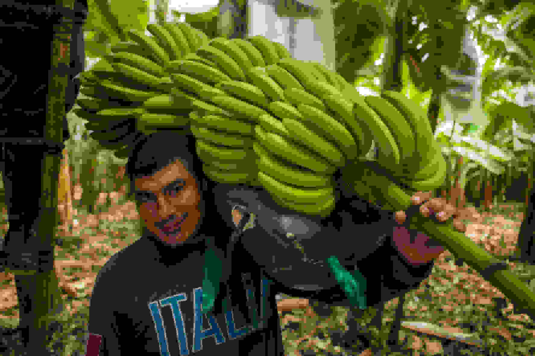 banaanin viljelyä perussa