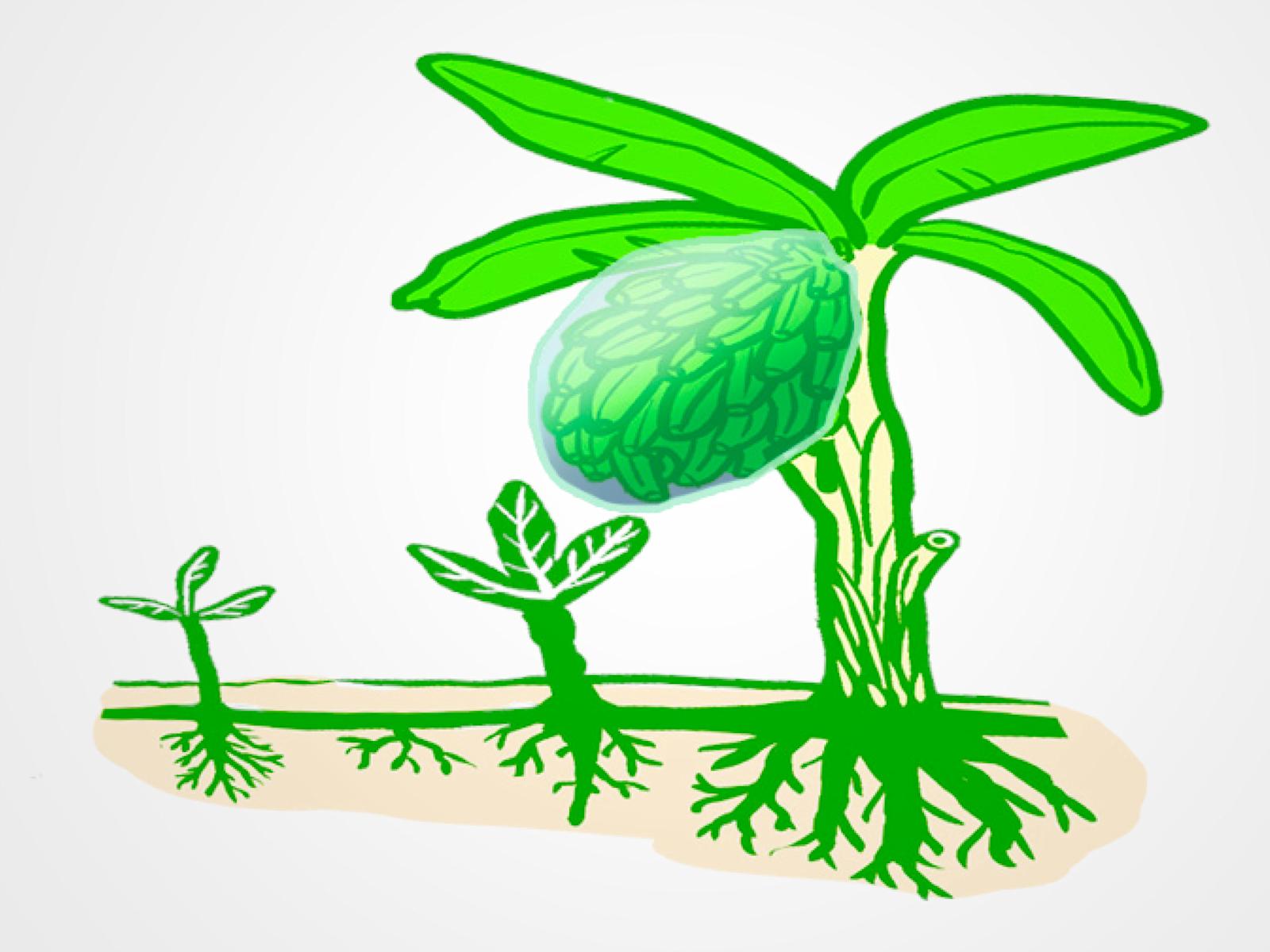 Banaanin viljely