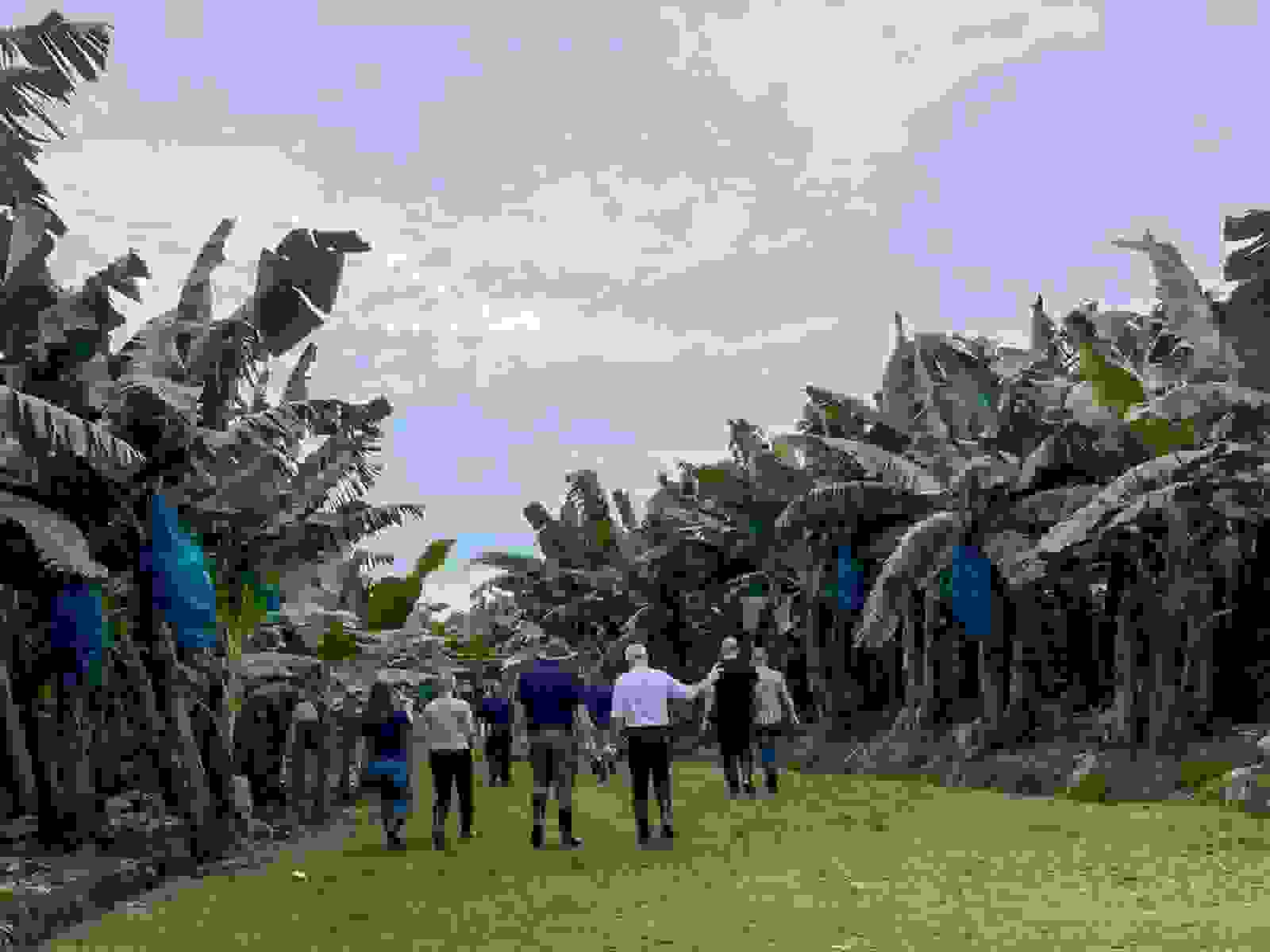 Banaaniviljelmät Costa Ricassa