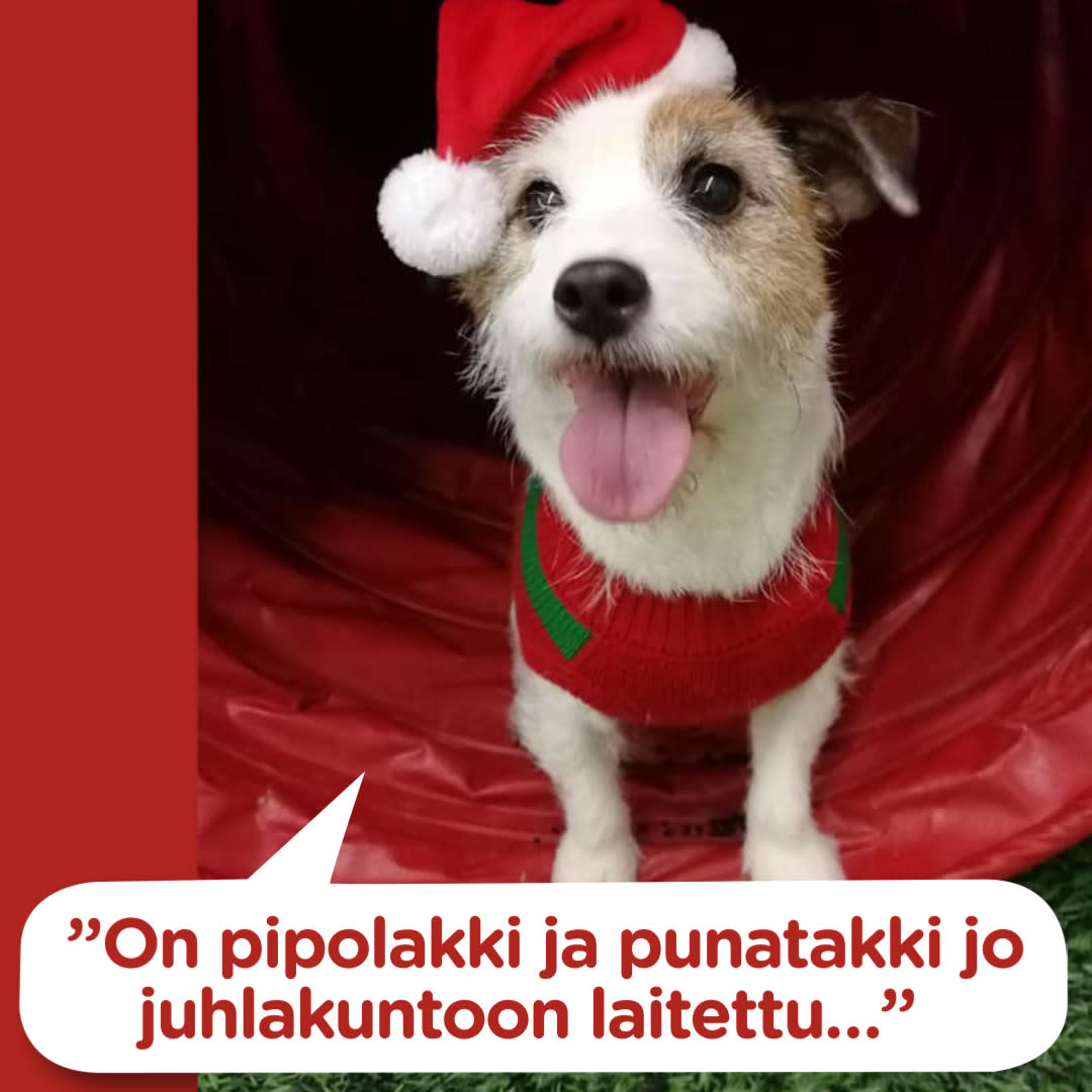 Koirajoulukalenteri luukku 15