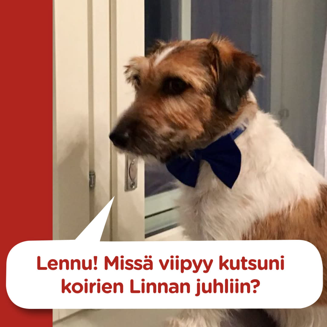 Koirajoulukalenterin luukku 6